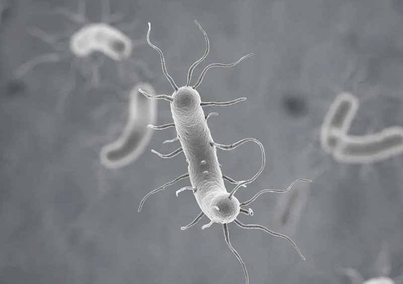 Препарат для борьбы с H. pylori может снизить риск развития рака желудка